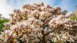 magnolia tree