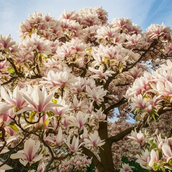 magnolia tree