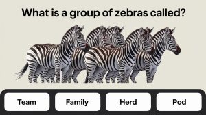 Spirit Animal Quiz