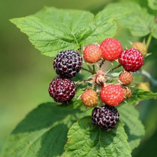 black cap raspberry plants