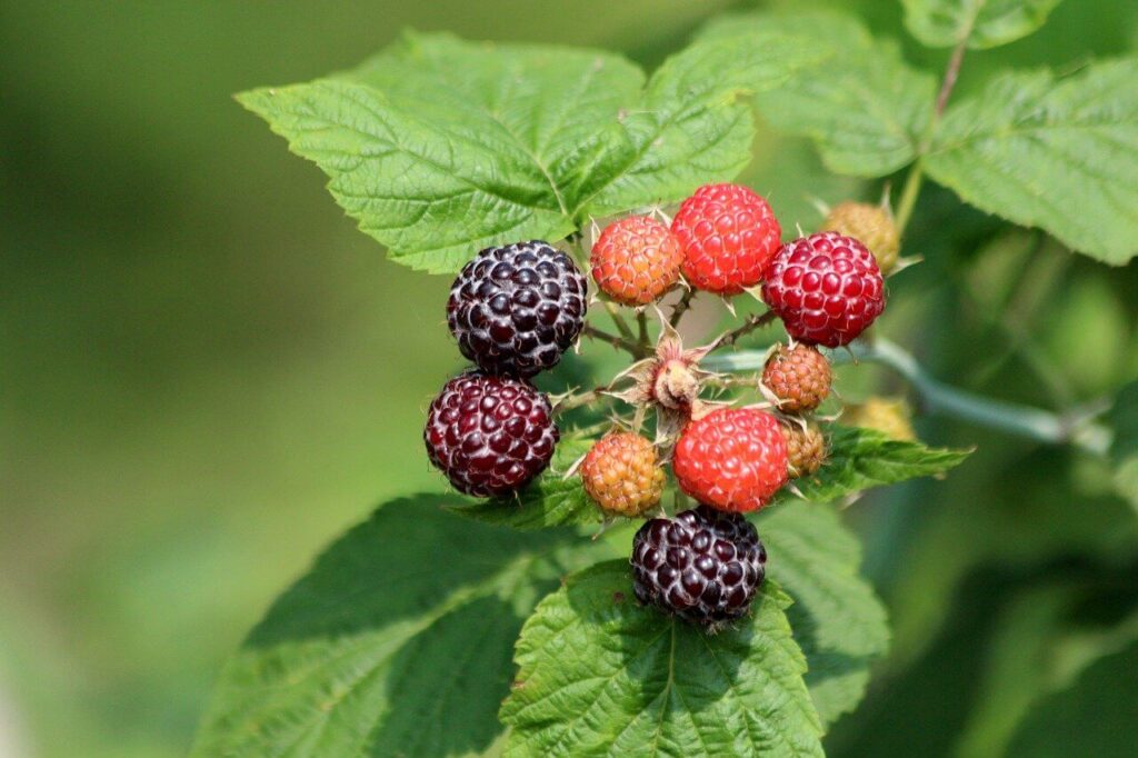 black cap raspberry plants