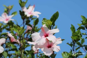 white hibiscus