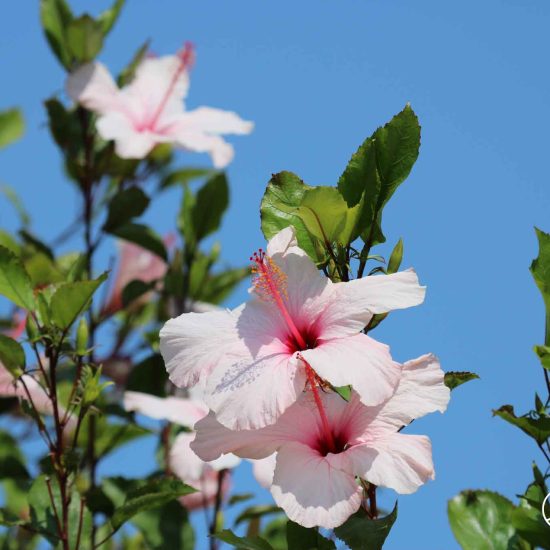 white hibiscus