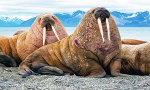 walrus