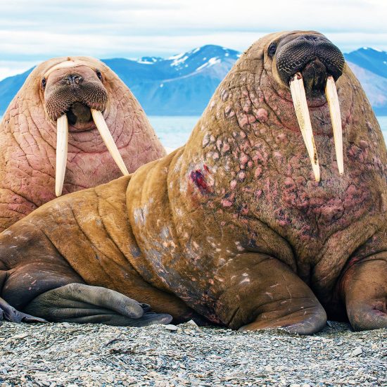 walrus